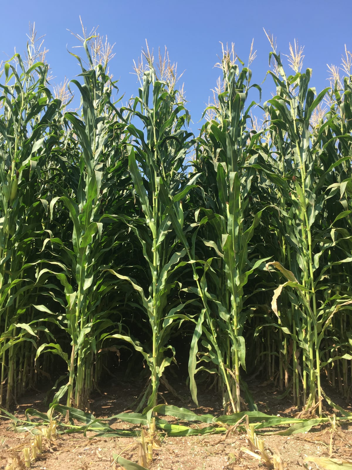 Asaf Tarım ve Hayvancılık